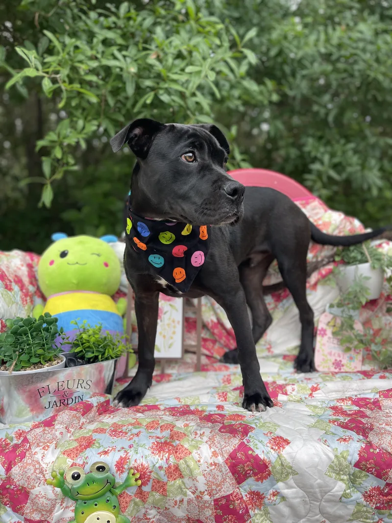A baby medium-sized male Pit Bull Terrier dog named Kilo for adoption in Sebring, FL