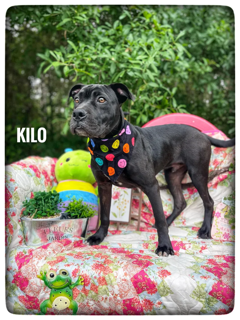Kilo thumbnail 5