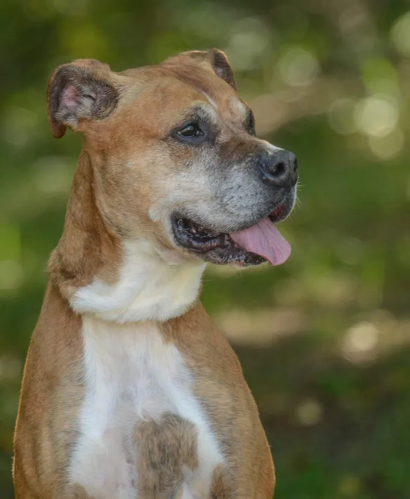 An adult large-sized female American Bulldog dog named Lilo for adoption in Brick, NJ