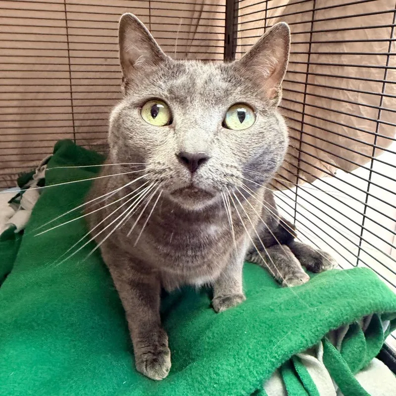 An adult large-sized female Gray / Blue / Silver Domestic Short Hair cat named Harley for adoption in Philadelphia, PA