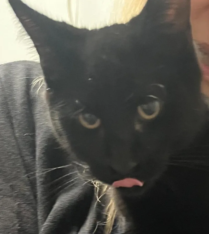 A young medium-sized male Domestic Short Hair cat named Runtie for adoption in Saginaw, MI