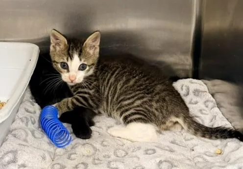 A baby medium-sized male Tabby (Brown / Chocolate) Domestic Short Hair cat named Carpuretor for adoption in Petersburg, VA