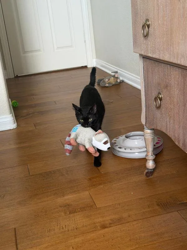 A young medium-sized female Domestic Short Hair cat named Thelma for adoption in Bonsall, CA