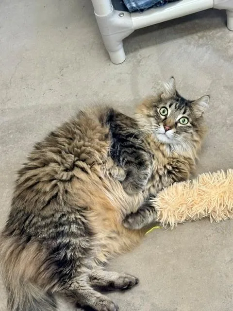 A senior large-sized male Tabby (Brown / Chocolate) Domestic Short Hair cat named Ozzy for adoption in Hayward, WI