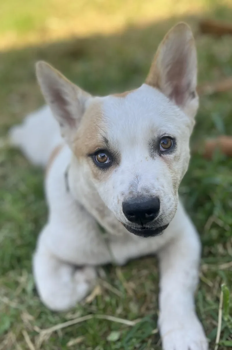 Ozzie
