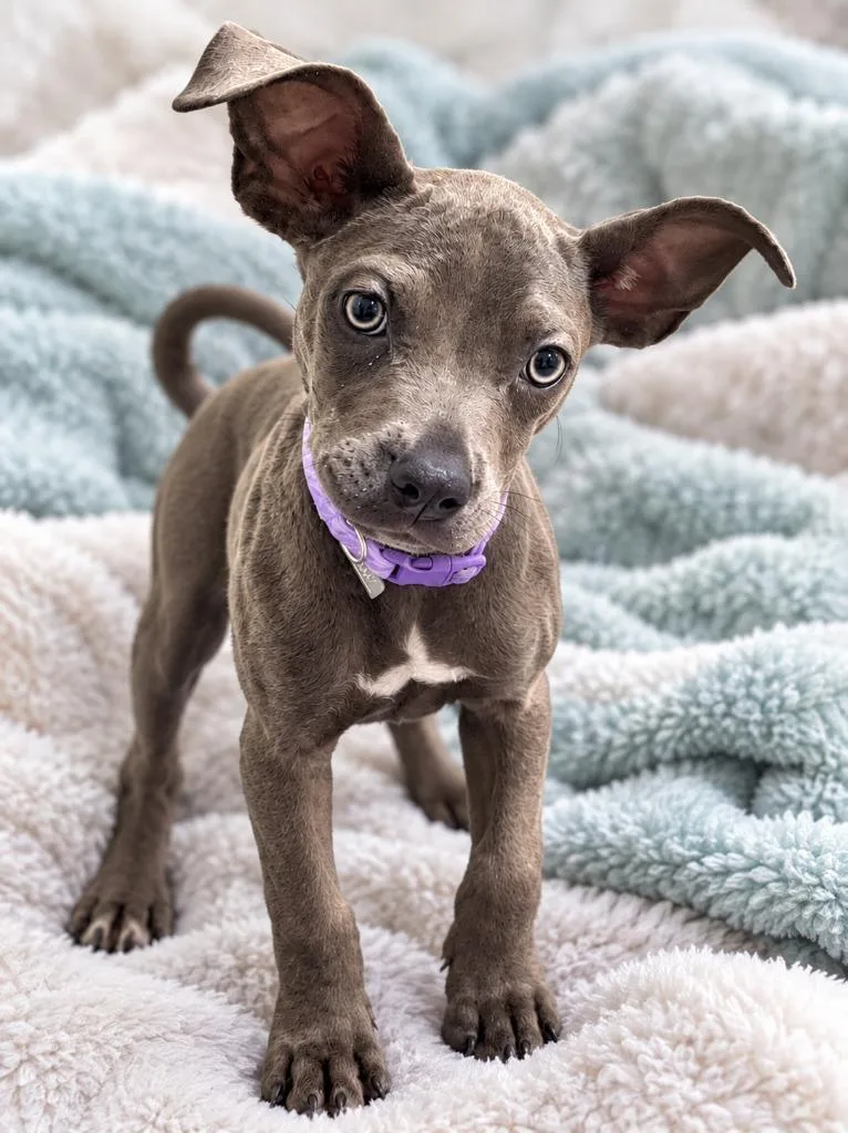 A baby large-sized female Cane Corso dog named Dumplin' for adoption in Hardeeville, SC