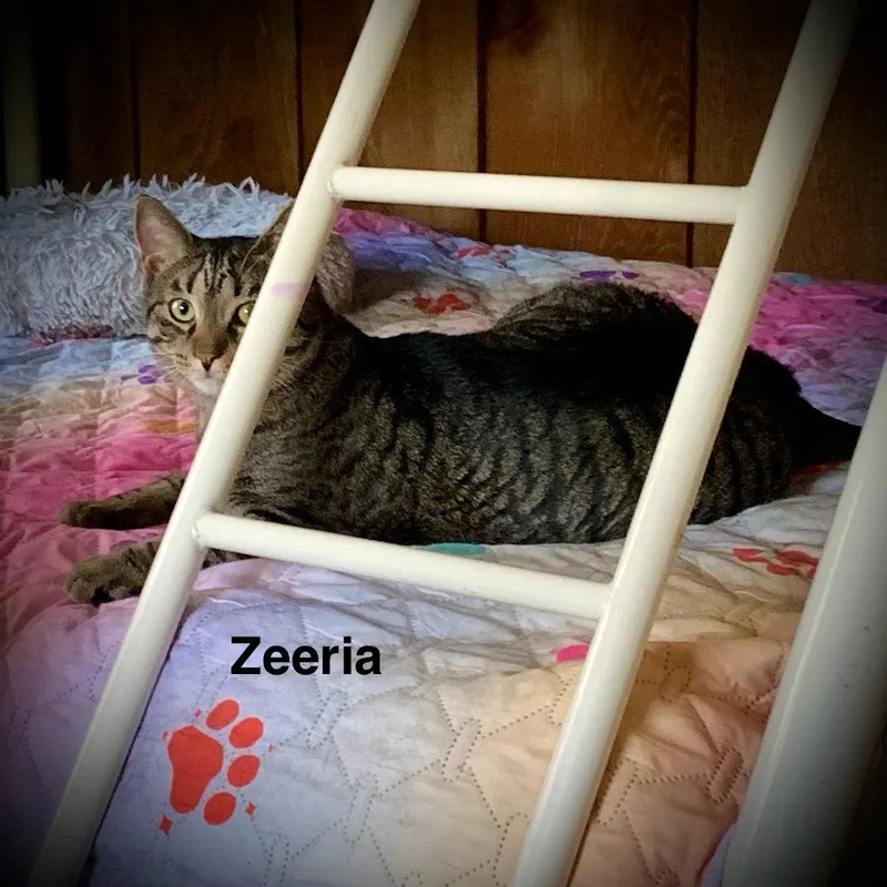 An adult large-sized male Domestic Short Hair cat named Zeeria for adoption in Piedmont, MO
