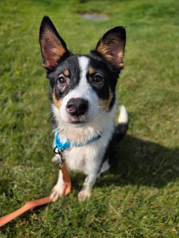 A young small-sized male Border Collie dog named Doobert for adoption in Millersville, MD
