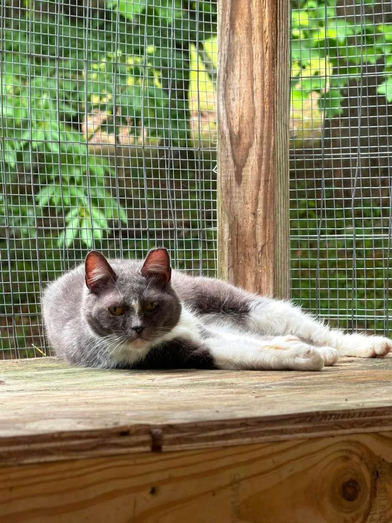 A young large-sized female Domestic Short Hair cat named Rita for adoption in Parsons, WV