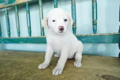 A baby small-sized female Fox Terrier dog named Life Jacket for adoption in San Antonio, TX