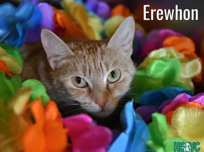 Erewhon thumbnail 2