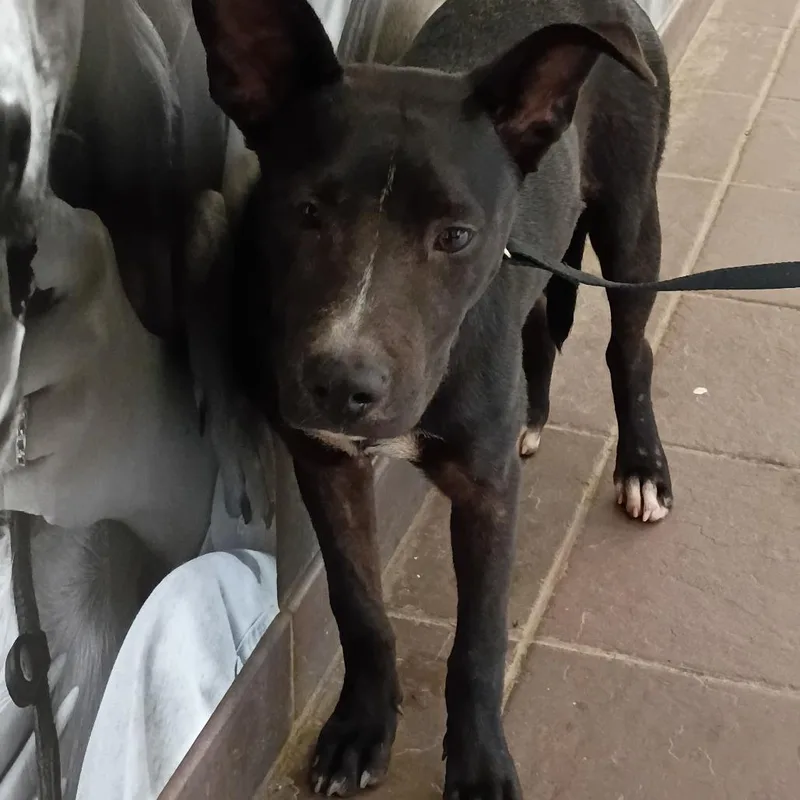 A young medium-sized female Black Mixed Breed dog named StrayRiverRoad for adoption in Columbus, GA