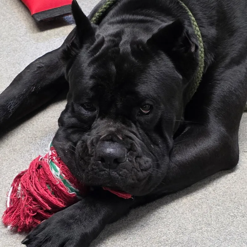 An adult extra large-sized male Black Cane Corso dog named Sully for adoption in Smithtown, NY