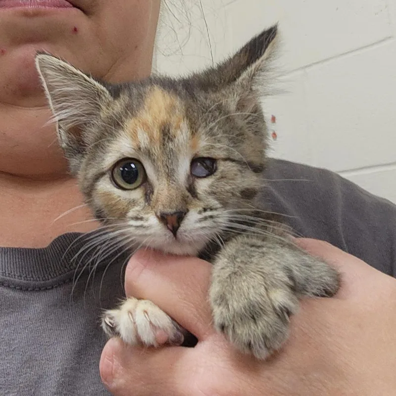 A baby small-sized female Calico Domestic Short Hair cat named Dr. Fuzby for adoption in Grand Rapids, MI