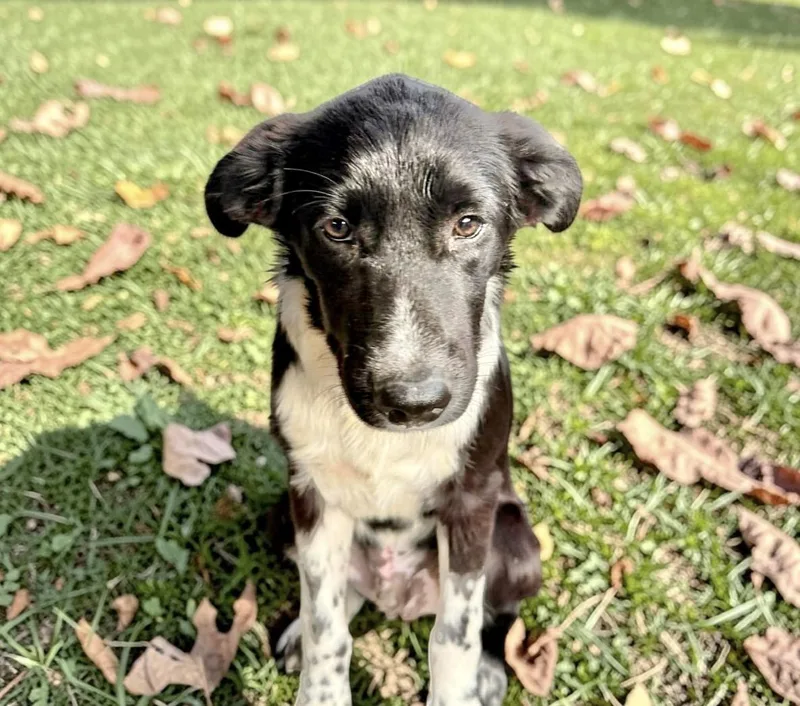 A baby medium-sized male White / Cream Border Collie dog named Goat for adoption in Austin, TX