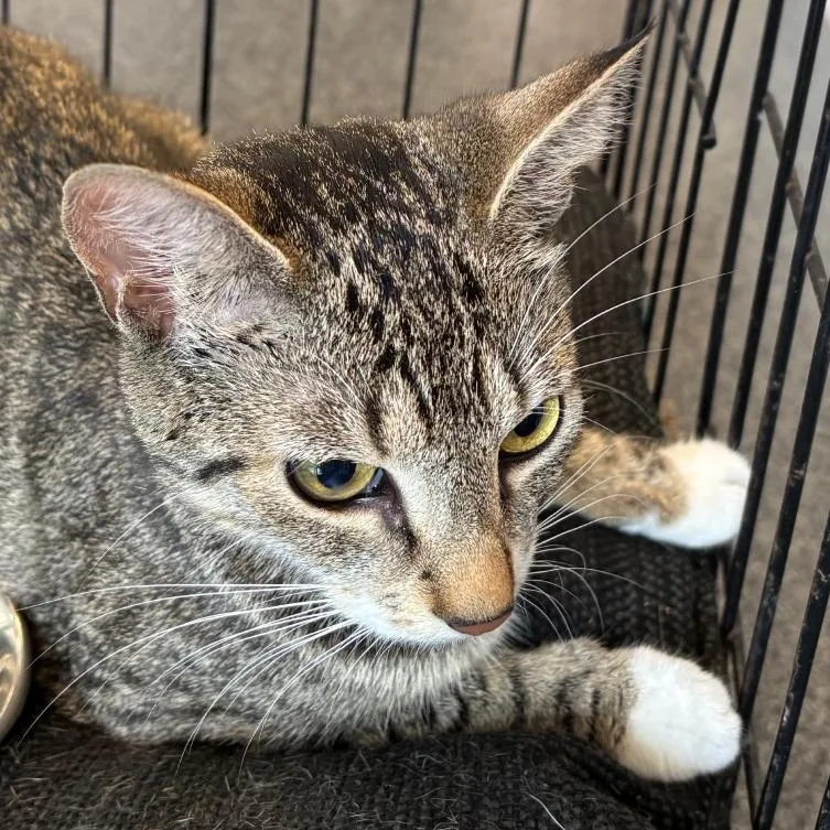 A young medium-sized female Brown / Chocolate Domestic Short Hair cat named Little Bo Peep for adoption in Allentown, PA