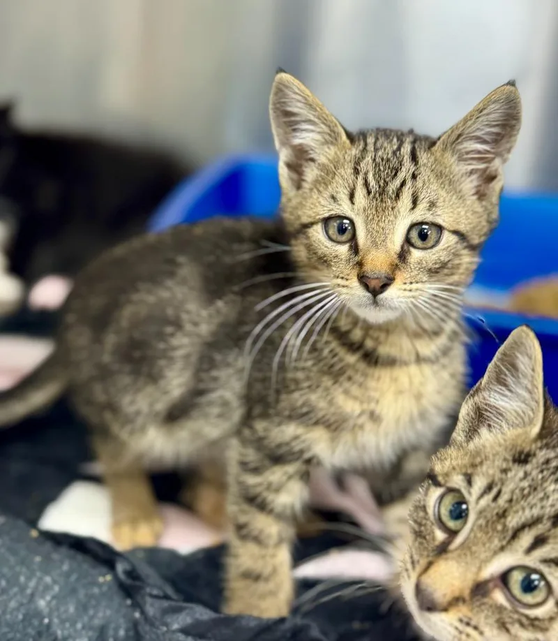 A baby medium-sized male Domestic Short Hair cat named Gus for adoption in Danielsville, GA