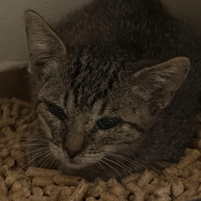 A baby small-sized female Gray / Blue / Silver Domestic Short Hair cat named Celine for adoption in Yuma, AZ