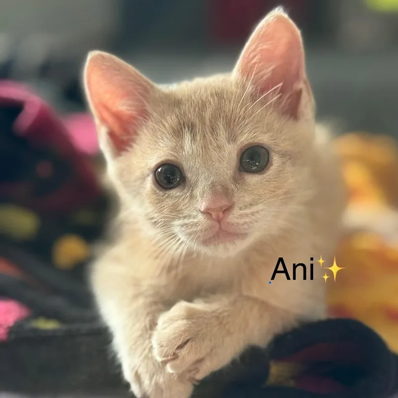 A young small-sized male Orange / Red Domestic Short Hair cat named Ani for adoption in Plano, TX