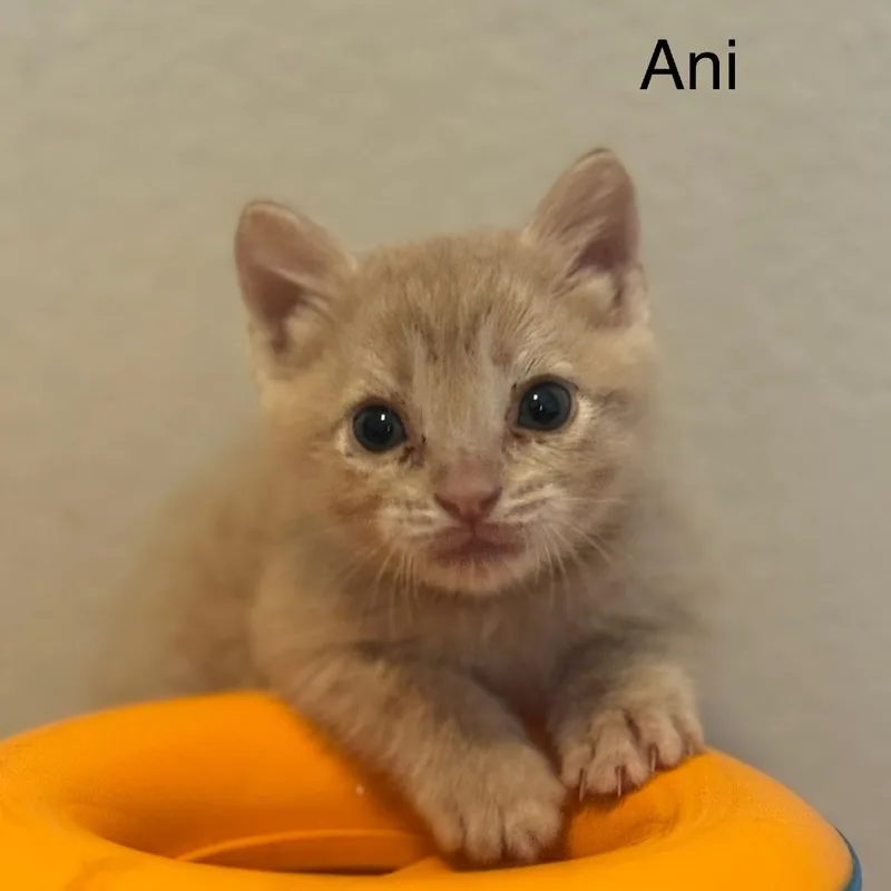 Ani thumbnail 6