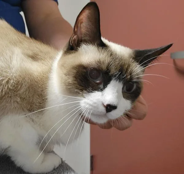 An adult medium-sized female Domestic Short Hair cat named Suki for adoption in Oakland, CA