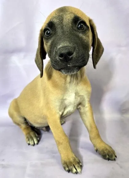 A baby large-sized male Labrador Retriever dog named Alvin for adoption in Morton Grove, IL