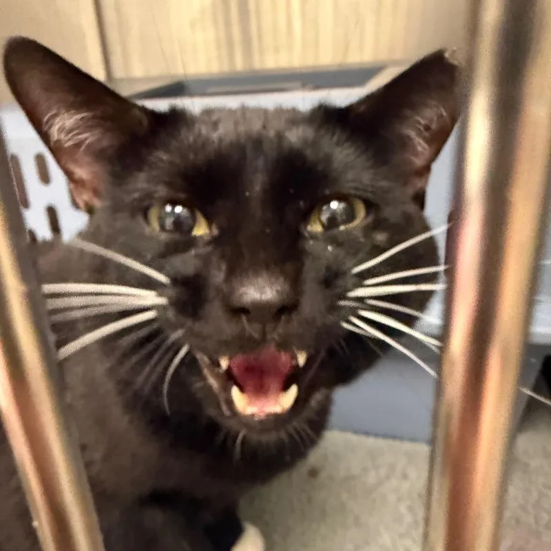An adult large-sized male Black Domestic Short Hair cat named Kofi for adoption in Mentor, OH