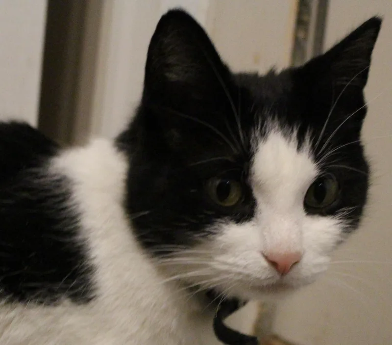 A senior medium-sized female Black & White / Tuxedo Domestic Short Hair cat named Taylor for adoption in Ontonagon, MI