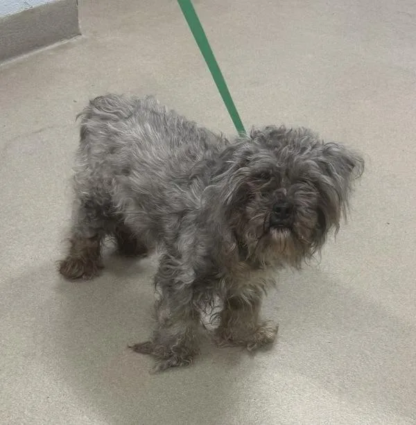 A senior small-sized male Poodle dog named Gizmo for adoption in Millersville, MD