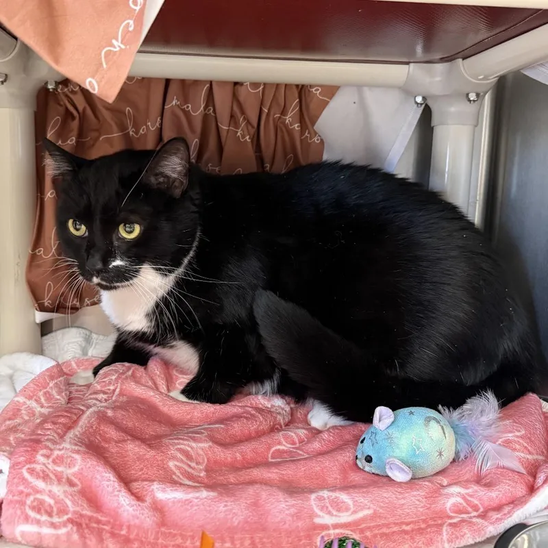 An adult extra large-sized male Black Domestic Medium Hair cat named Dexterc for adoption in East Saint Louis, IL