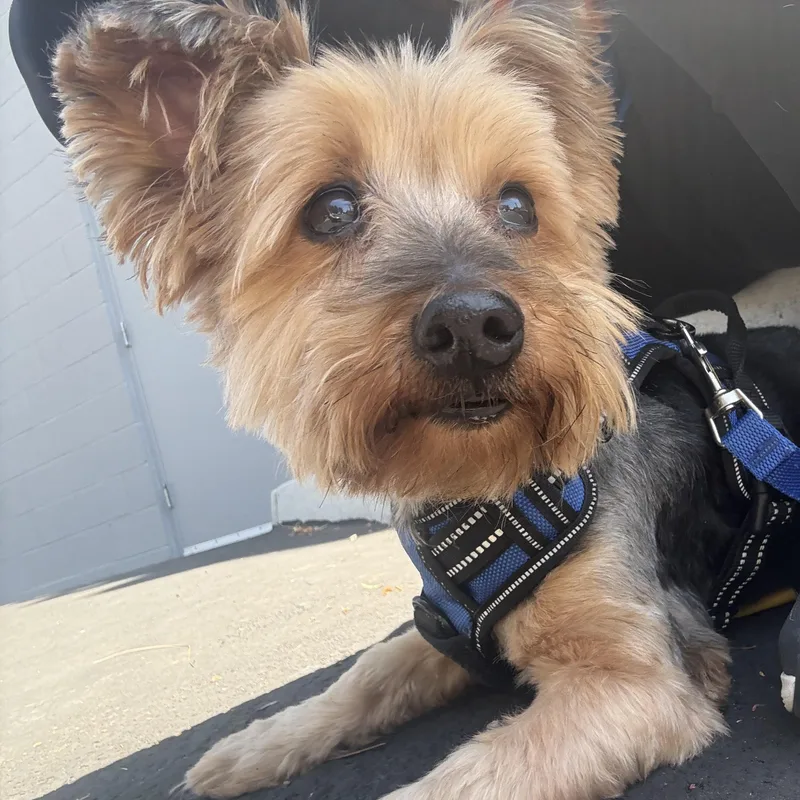 Gus