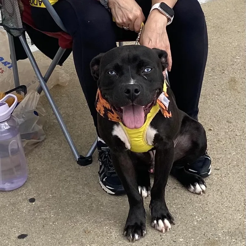 A young medium-sized male Black Mixed Breed dog named Zachary for adoption in Binghamton, NY