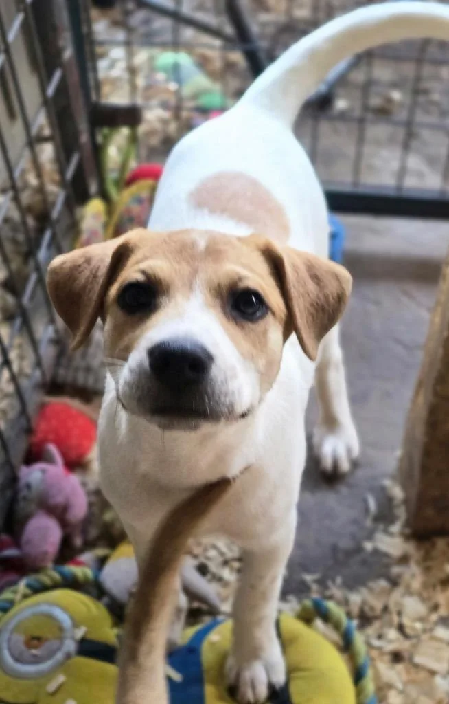 Delta Puppy LOCAL
