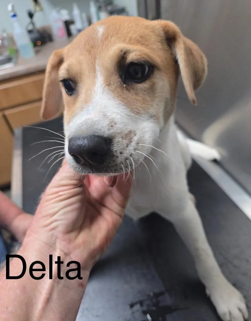 Delta Puppy  LOCAL thumbnail 2