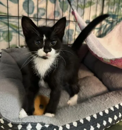A baby small-sized female Black & White / Tuxedo Domestic Short Hair cat named Eclipse for adoption in Woodbridge, VA