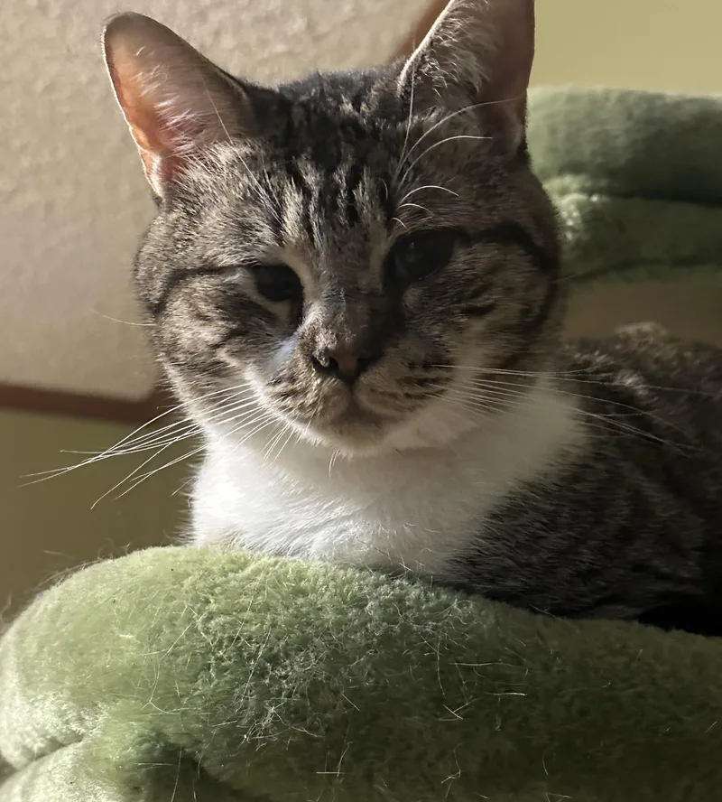 An adult medium-sized male Tabby (Gray / Blue / Silver) Tabby cat named Mickey & Mooch for adoption in Charlotte, NC