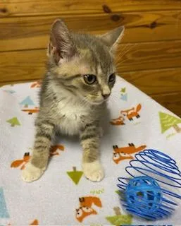 A baby medium-sized male Tabby (Gray / Blue / Silver) Tabby cat named Avett for adoption in Southern Pines, NC