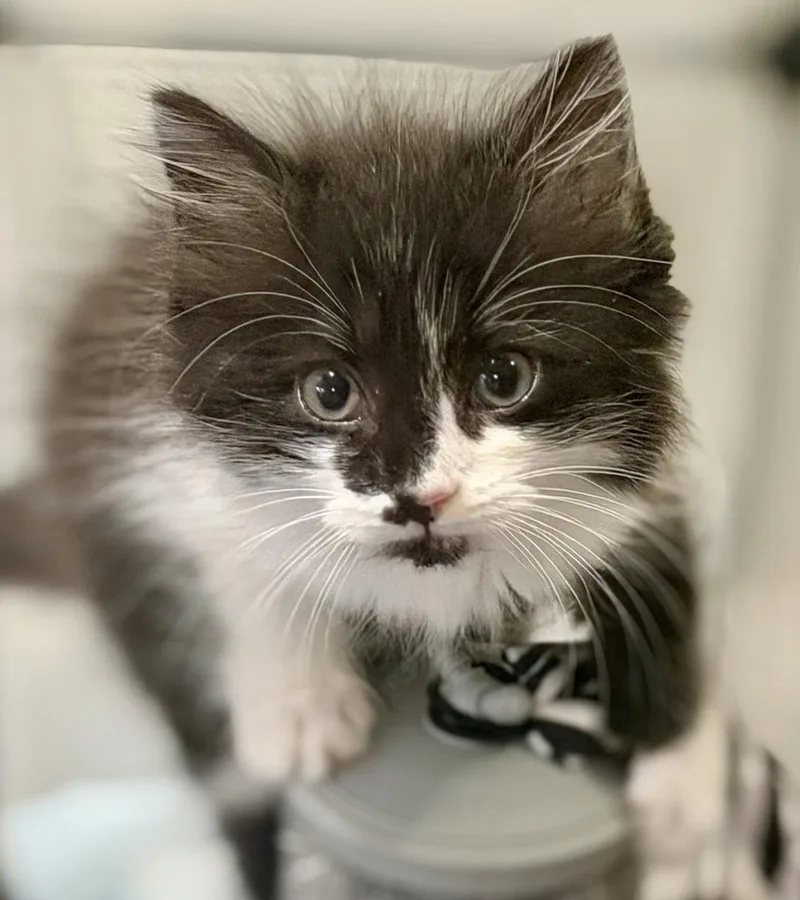 A baby medium-sized female Domestic Long Hair cat named Fiona for adoption in Reston, VA