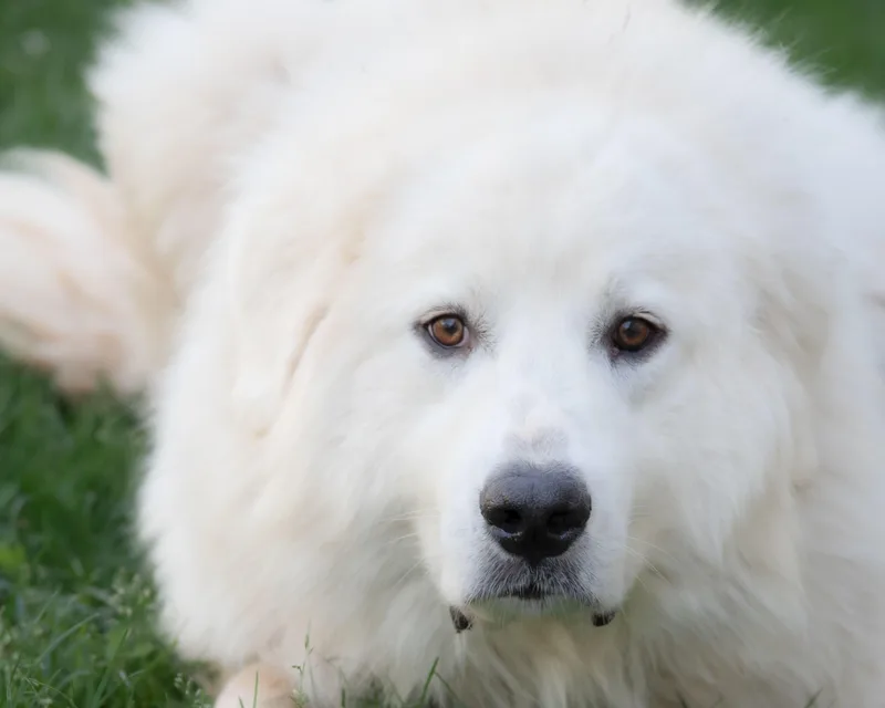 An adult large-sized male White / Cream Great Pyrenees dog named Ellis for adoption in Nashville, TN