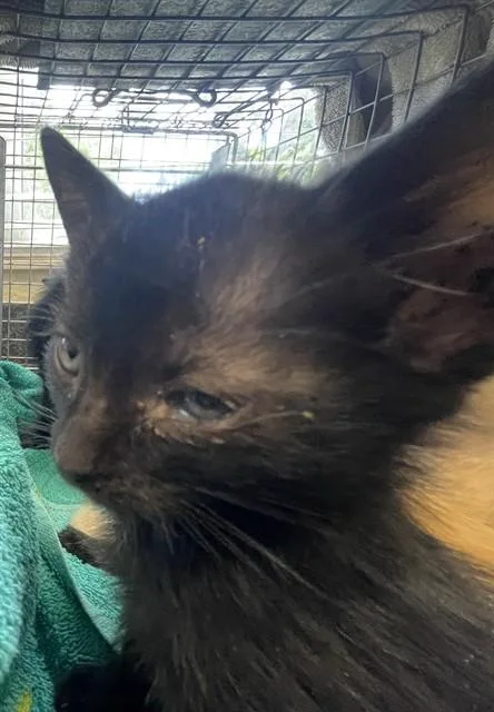 A baby small-sized male Domestic Short Hair cat named Sam for adoption in Fort Myers, FL