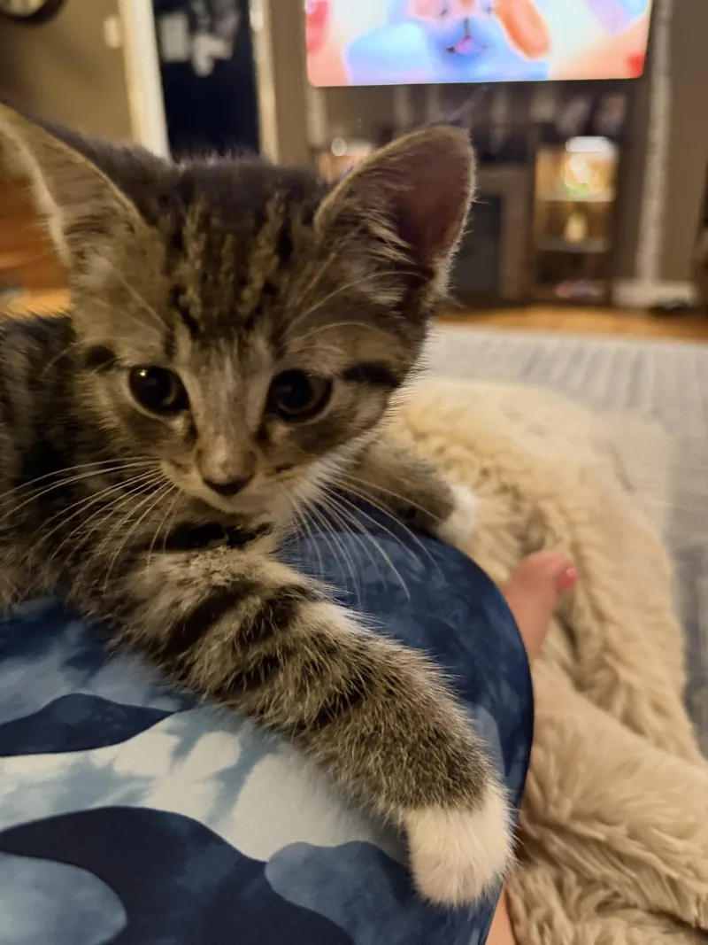 A baby medium-sized male Domestic Short Hair cat named Scrapple for adoption in Broomall, PA