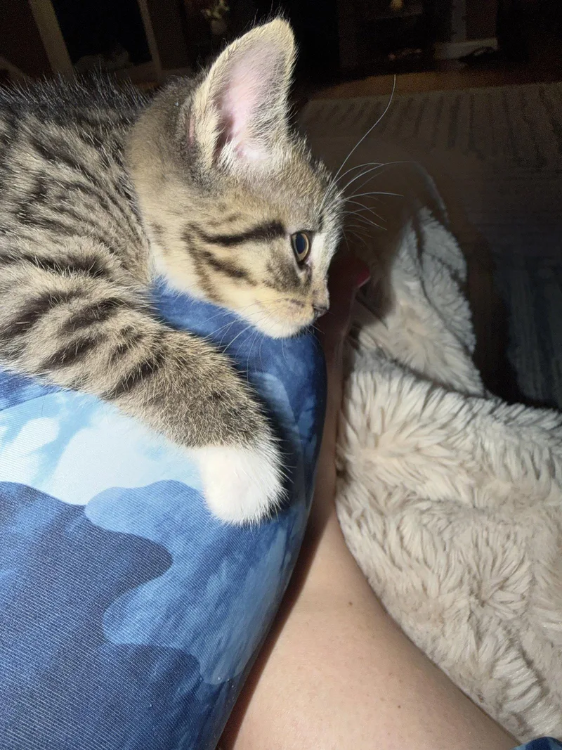 Scrapple thumbnail 3