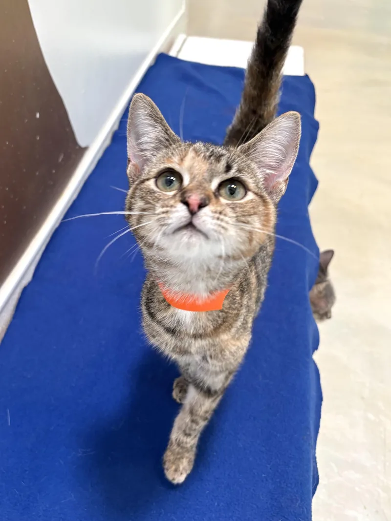 A baby medium-sized female Calico Domestic Short Hair cat named Stella Kidd for adoption in Chicago, IL