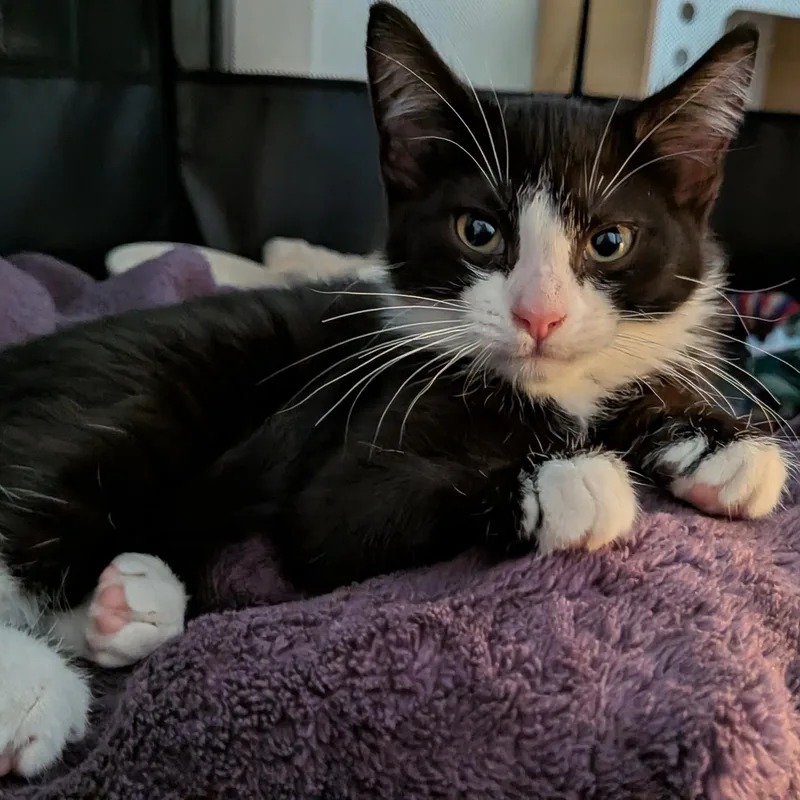 A baby small-sized female Black & White / Tuxedo Domestic Short Hair cat named Blake for adoption in Renton , WA