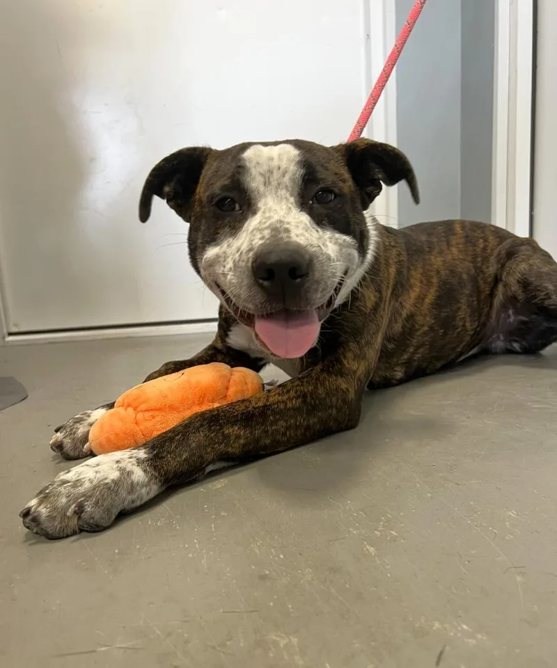 An adult medium-sized male American Staffordshire Terrier dog named Rizzo for adoption in Hartford City, IN