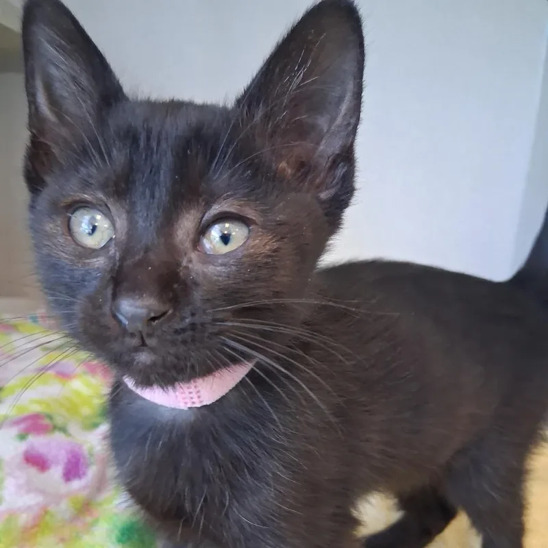 A baby small-sized female Black Domestic Short Hair cat named Cosmo for adoption in Redwood City, CA