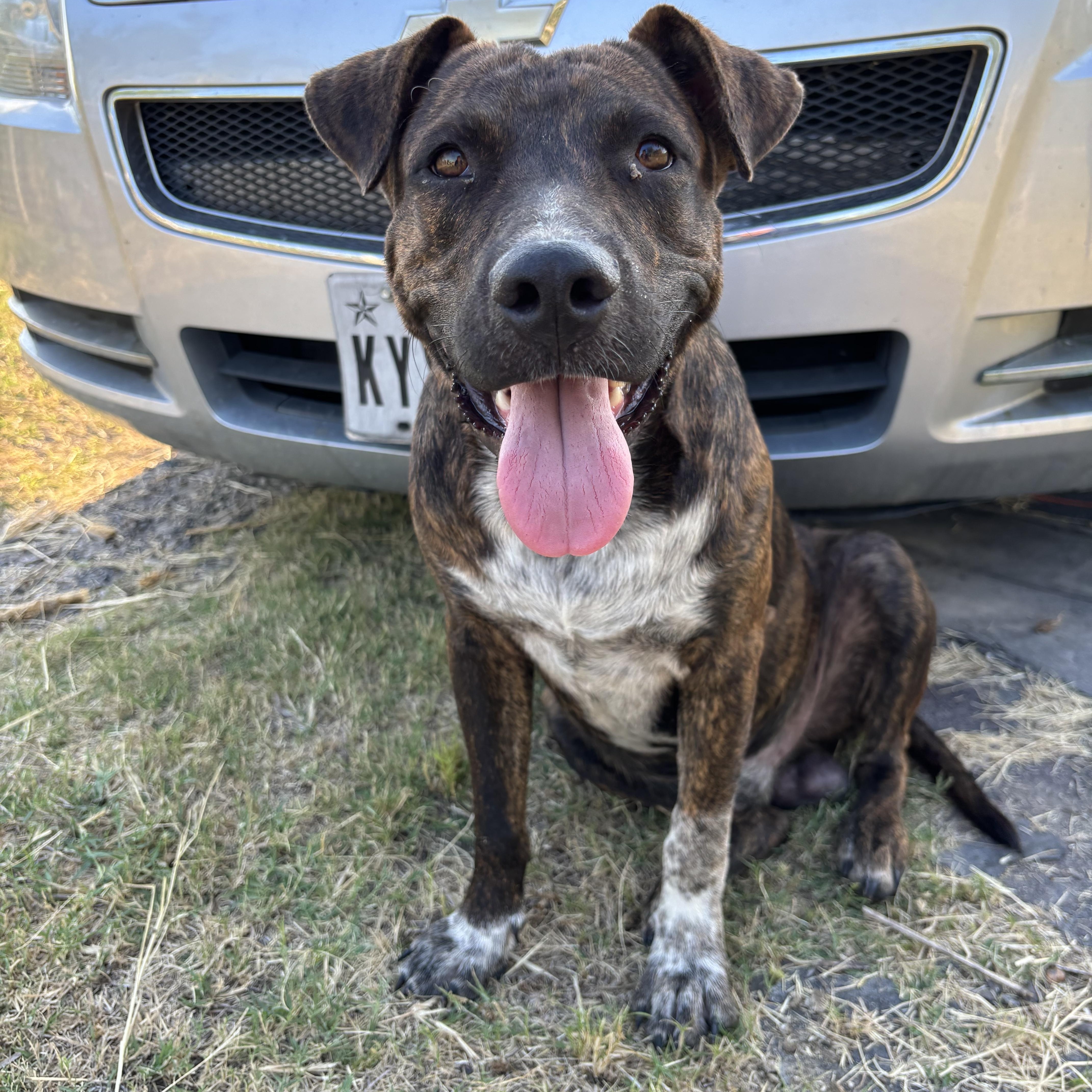 A young medium-sized male Brown / Chocolate Mixed Breed dog named Tom for adoption in Houston, TX