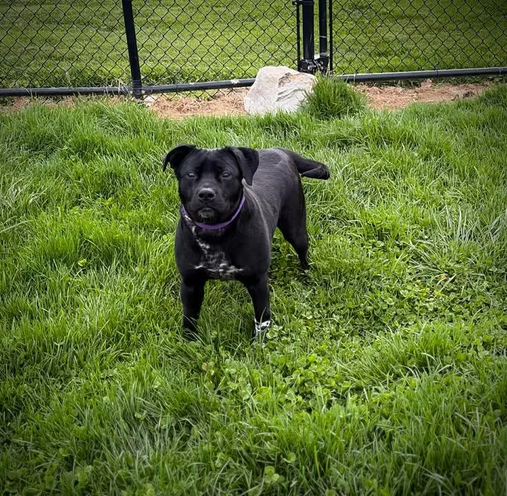 An adult medium-sized female Black Australian Cattle Dog / Blue Heeler dog named Namie for adoption in Greensburg, IN