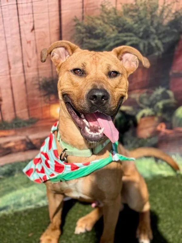 An adult large-sized male Black Mixed Breed dog named Turmeric for adoption in Cincinnati, OH