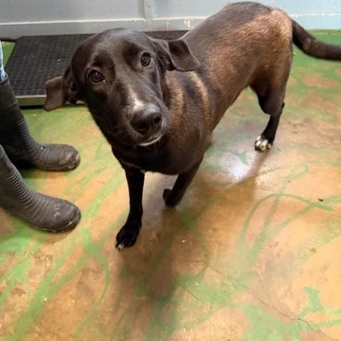 A young large-sized female Black Labrador Retriever dog named Turtle for adoption in Danville, VT